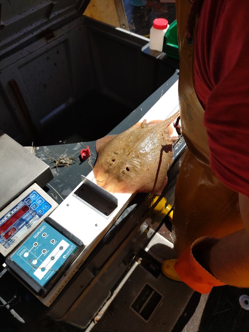 A fish on the measuring board, to be measured and weighed