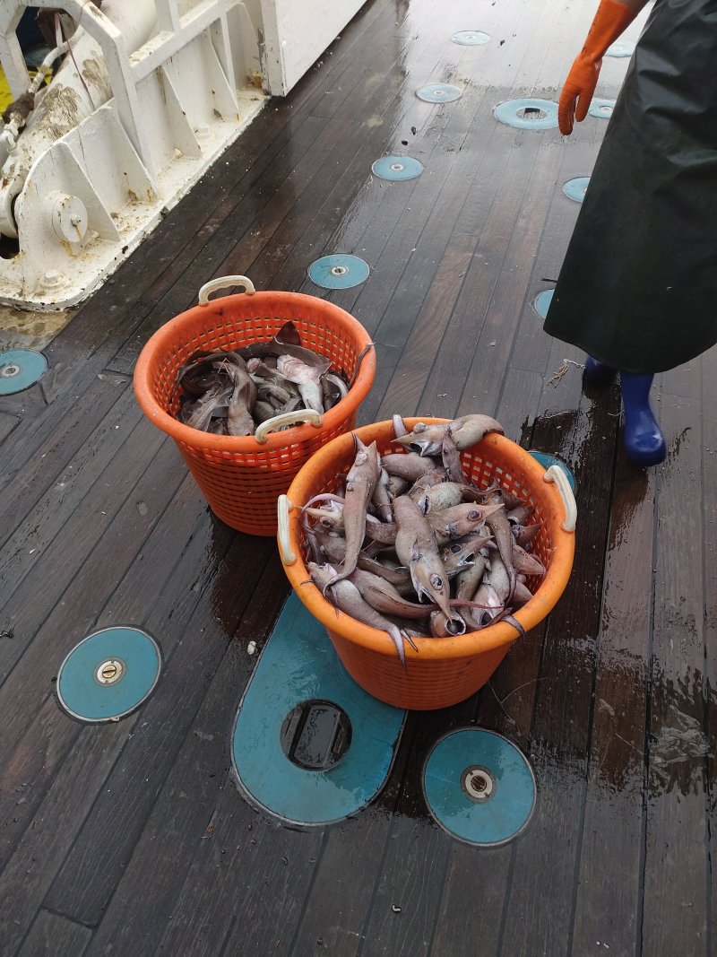 The trawl catch in orange baskets on deck